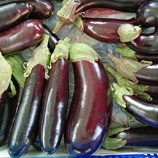 Aubergines 2023