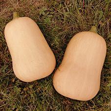 Butternut