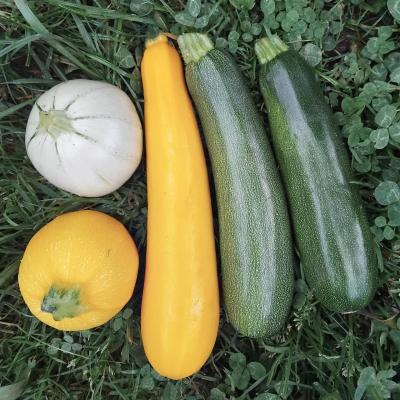 Courgettes 2025