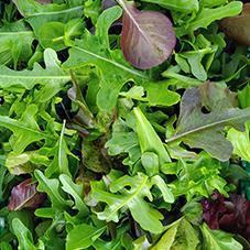 Mesclun 2025
