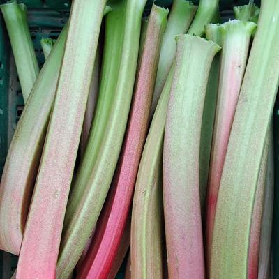 Rhubarbe 2025