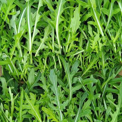Roquette 2025
