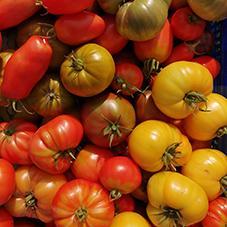 Tomates 2023